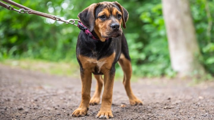 Photo : chien adulte de race Labrottie