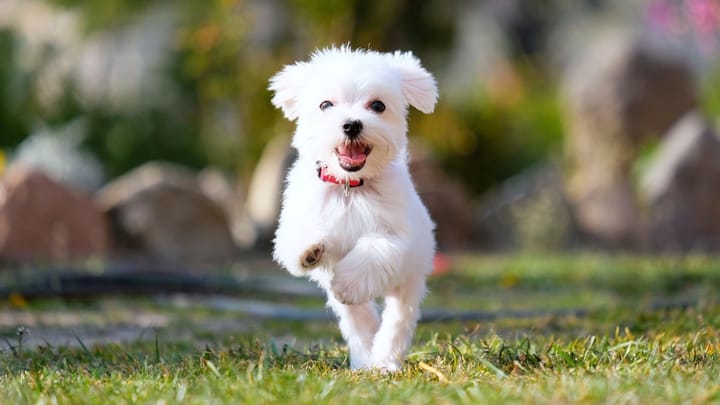 Foto: erwachsener Hund der Rasse Malteser