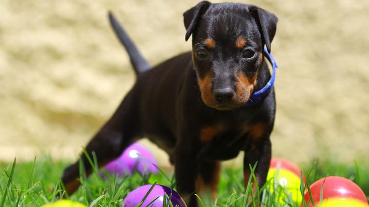 Photo : chien adulte de race Manchester Terrier