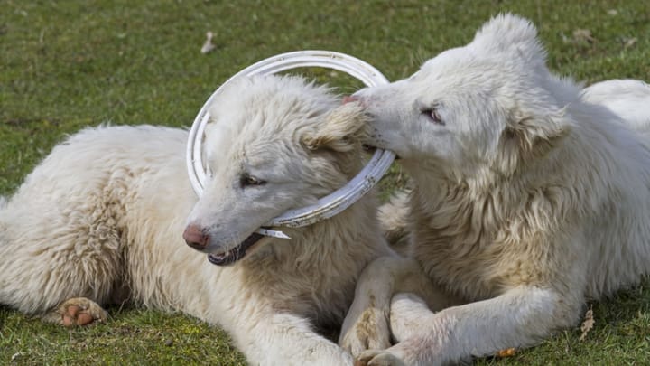 Foto: erwachsener Hund der Rasse Maremmano