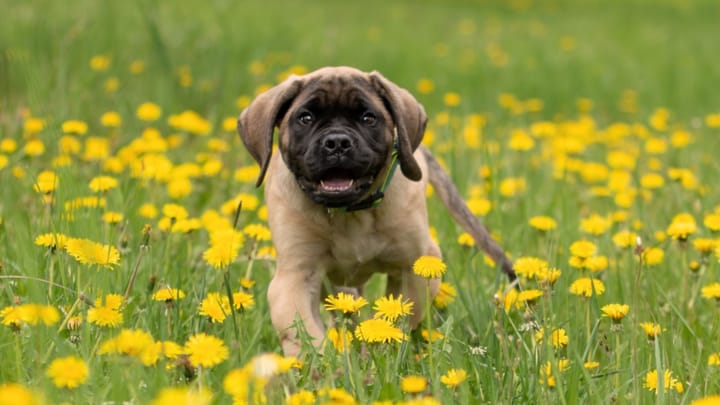 Foto: erwachsener Hund der Rasse Mastiff