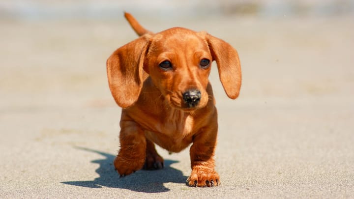Foto: volwassen hond ras Dwergteckel