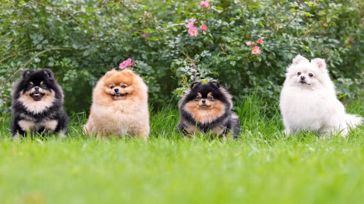 Zdjęcie: dorosły pies rasa Szpic miniaturowy (pomeranian)