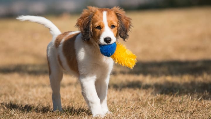 Zdjęcie: dorosły pies rasa Kooikerhondje (płochacz holenderski)
