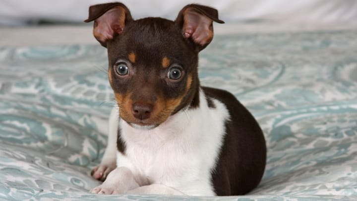 Zdjęcie: dorosły pies rasa Rat terrier