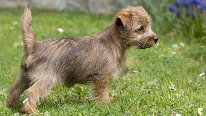 Foto: volwassen hond ras Norfolk Terrier en Norwich Terrier