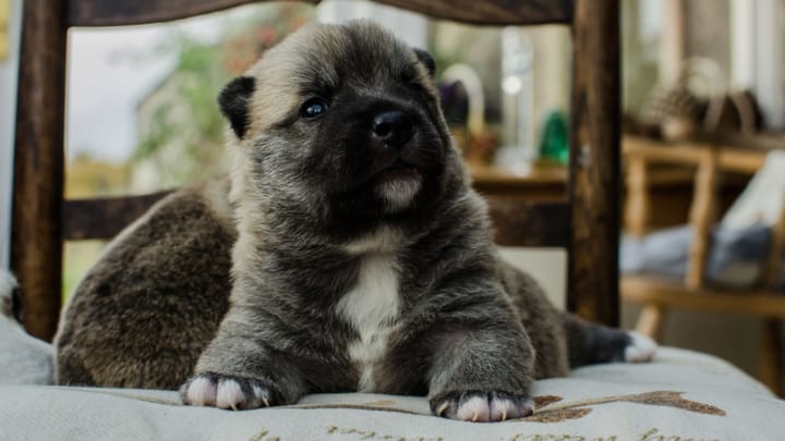 Foto: volwassen hond ras Noorse Buhund