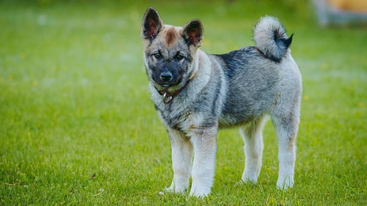 Foto: volwassen hond ras Noorse Elandhond