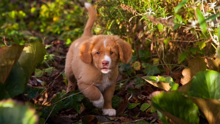 Foto: cane adulto di razza Nova Scotia Duck Tolling Retriever