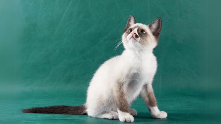 Photo : chat adulte de race Snowshoe