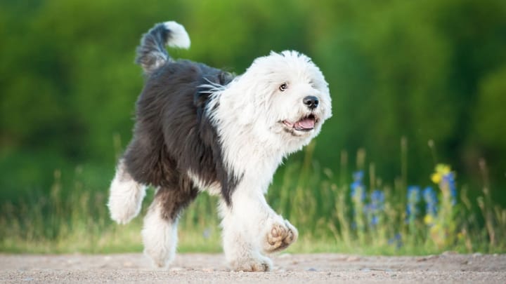 Photo : chien adulte de race Bobtail