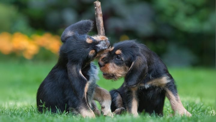 Zdjęcie: dorosły pies rasa Otterhound
