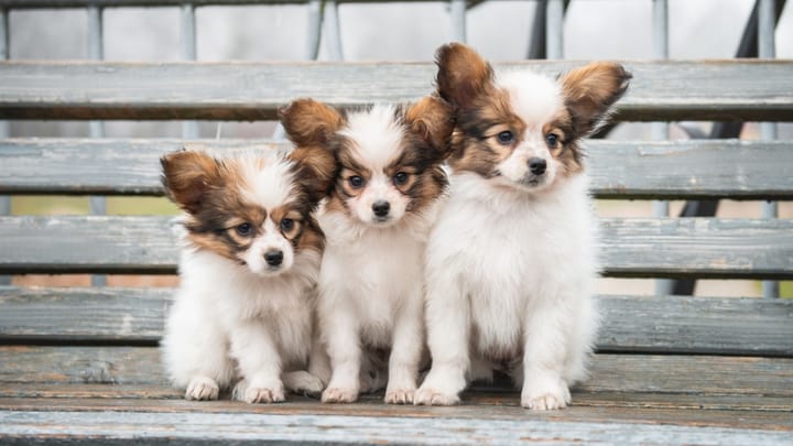 Foto: erwachsener Hund der Rasse Papillon (Kontinentaler Zwergspaniel)