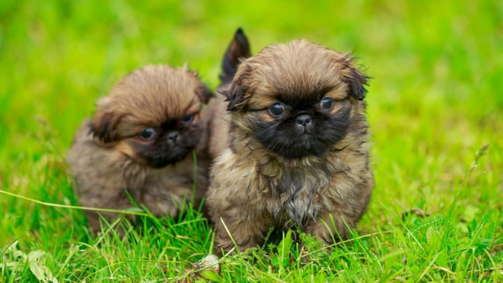 Photo: adult dog of Pekingese breed