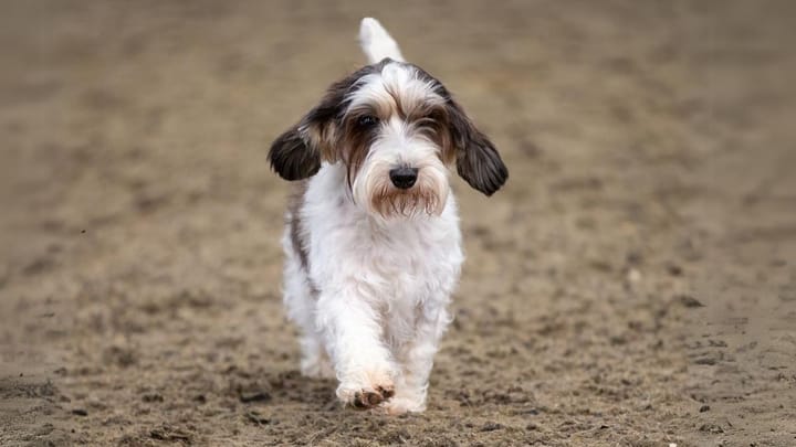 Photo : chien adulte de race Petit Basset Griffon vendéen