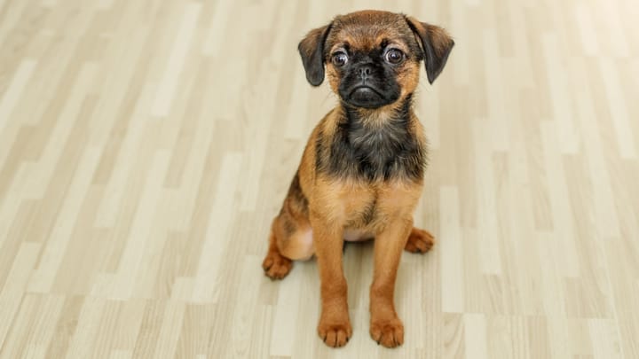 Foto: erwachsener Hund der Rasse Petit Brabançon