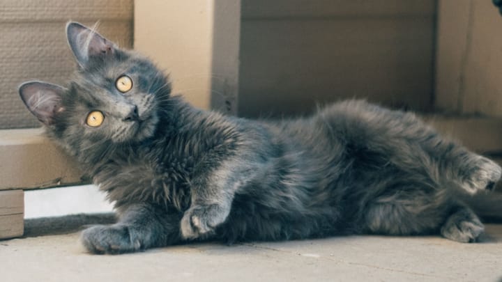 Photo : chat adulte de race Nebelung