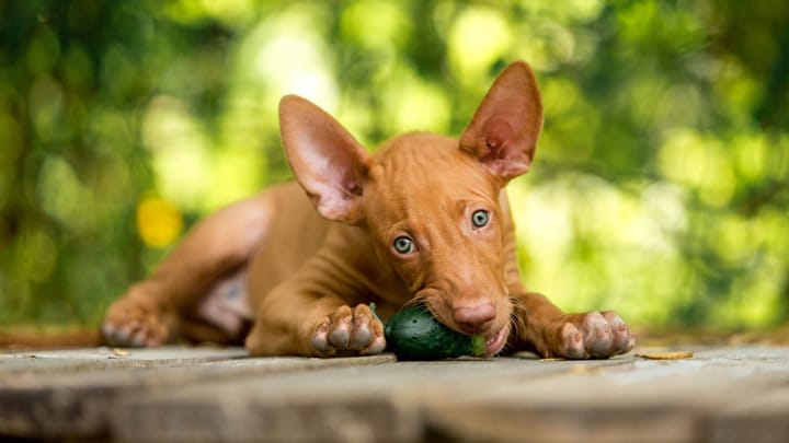 Photo : chien adulte de race Chien du pharaon