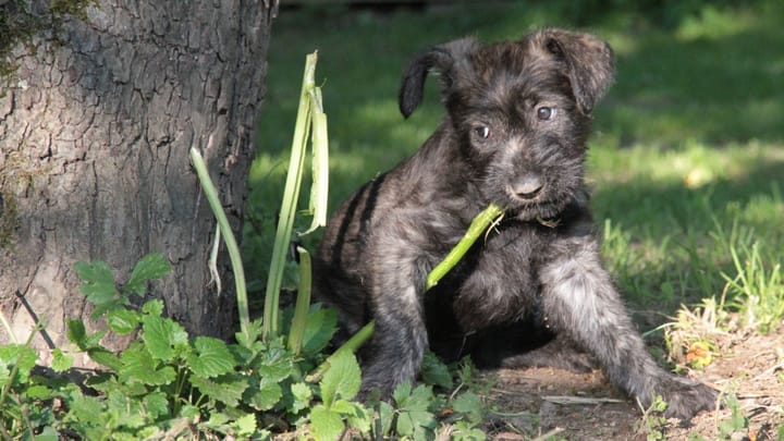Photo : chien adulte de race Berger de Picardie