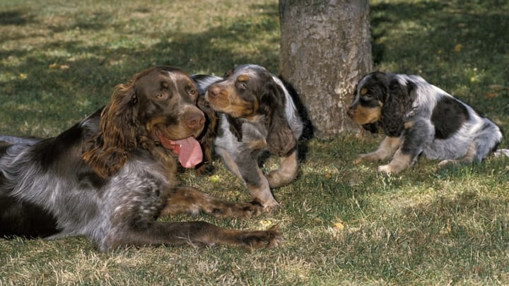Photo : chien adulte de race Épagneul picard