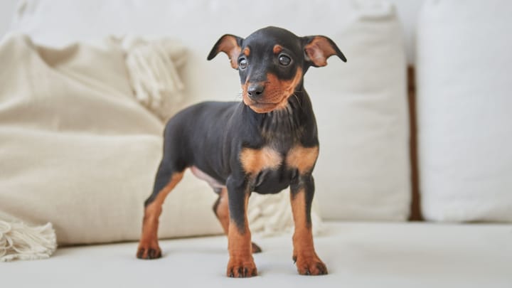 Foto: cane adulto di razza Pinscher