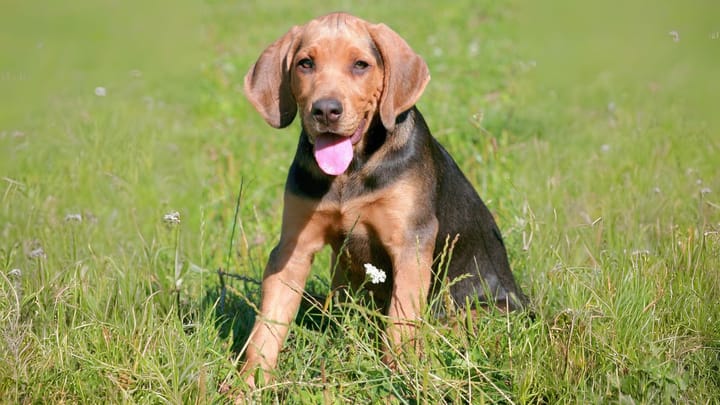 Foto: cane adulto di razza Segugio polacco
