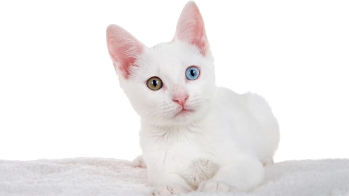 Photo : chat adulte de race Khao Manee