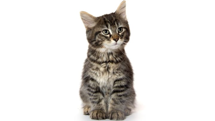 Foto: volwassen kat ras Huiskat