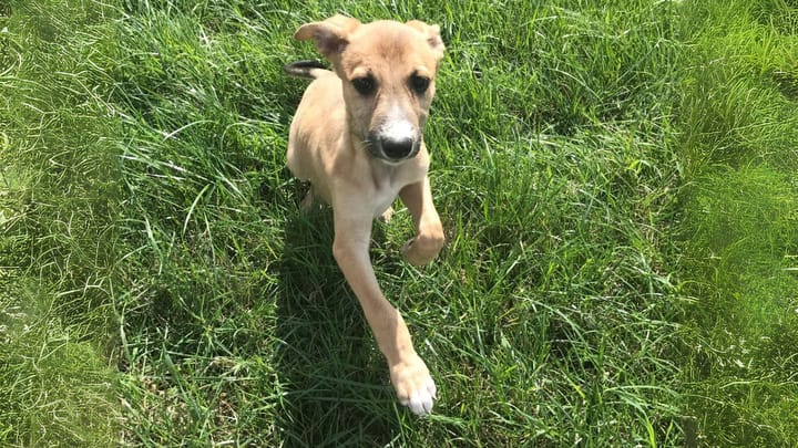Photo : chien adulte de race Lurcher