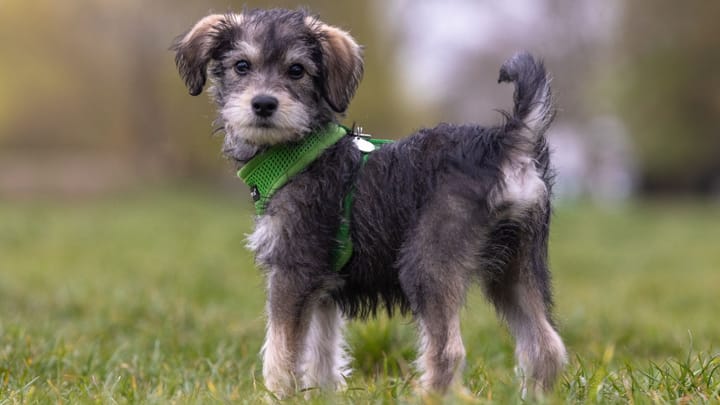 Photo : chien adulte de race Schnoodle