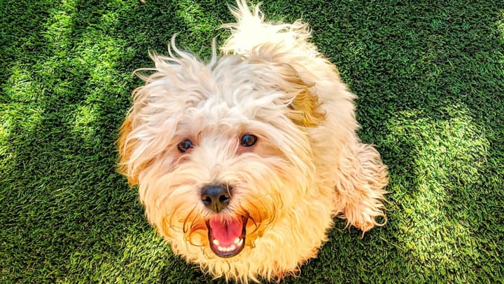 Photo : chien adulte de race Havapoo