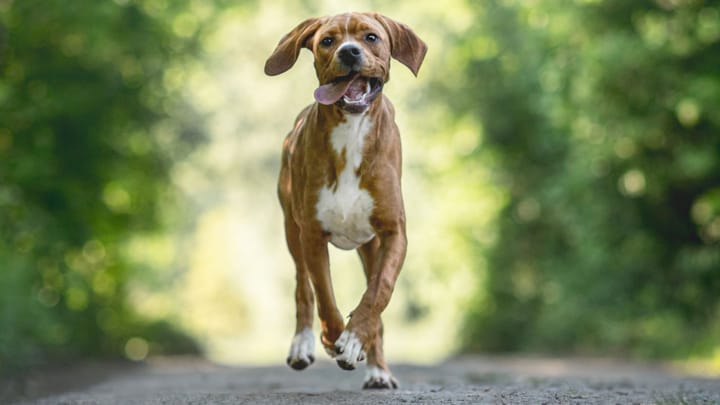 Foto: volwassen hond ras Portugese Pointer