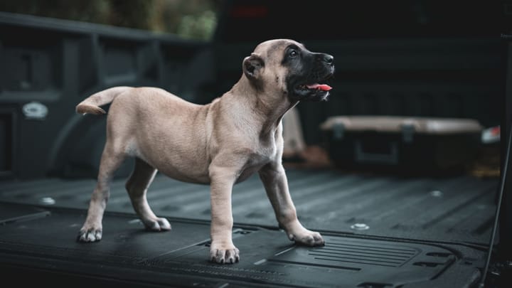 Photo : chien adulte de race Dogo canario