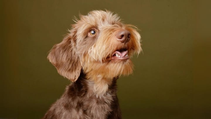 Foto: volwassen hond ras Poedelpointer