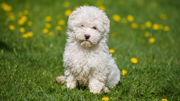 Foto: volwassen hond ras Puli