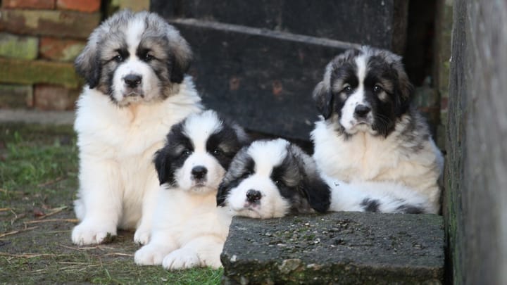 Photo : chien adulte de race Mâtin des Pyrénées
