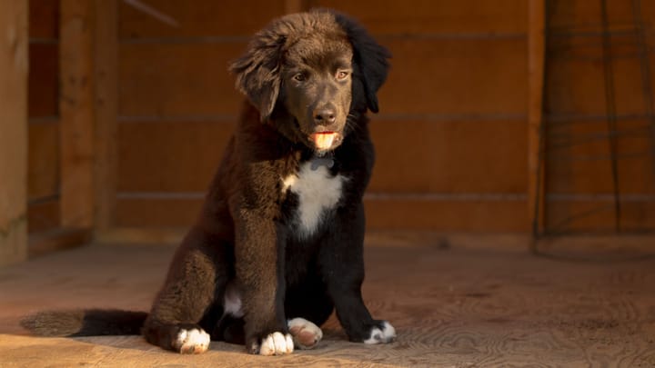 Foto: volwassen hond ras Boulab