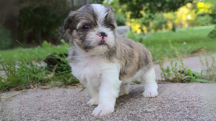 Foto: volwassen hond ras Shorkie