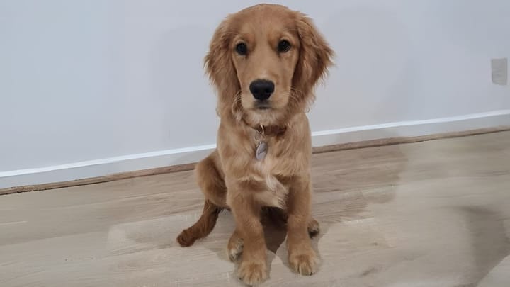 Foto: volwassen hond ras Golden Cocker Retriever