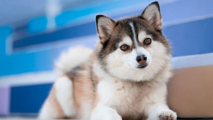 Foto: volwassen hond ras Pomsky