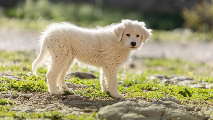 Foto: erwachsener Hund der Rasse Pyrenäenberghund