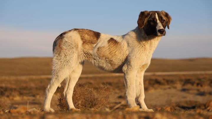 Foto: erwachsener Hund der Rasse Rafeiro do Alentejo