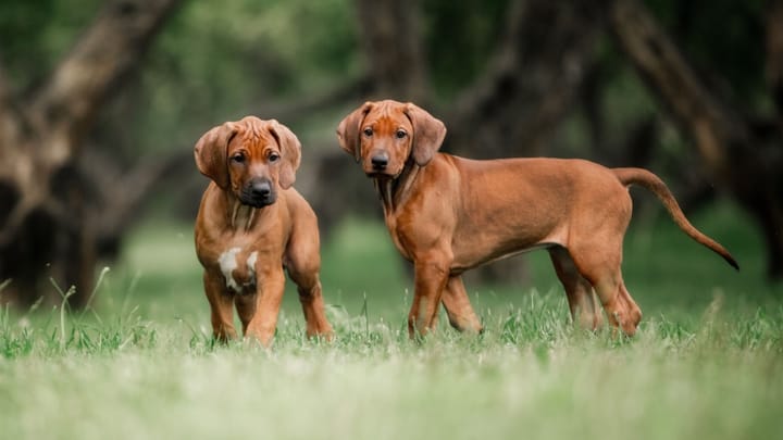 Photo: adult dog of Rhodesian Ridgeback breed