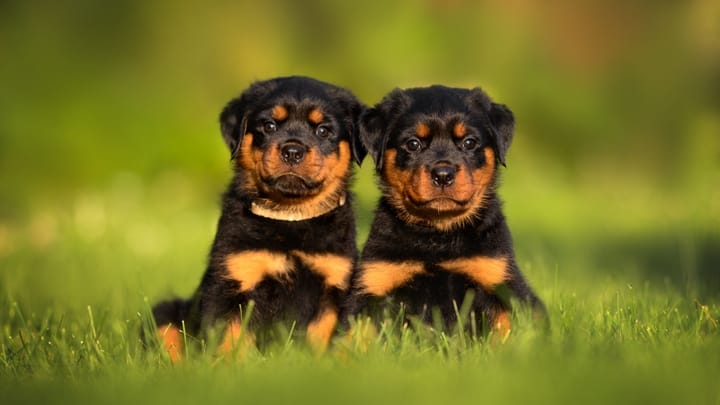 Foto: volwassen hond ras Rottweiler