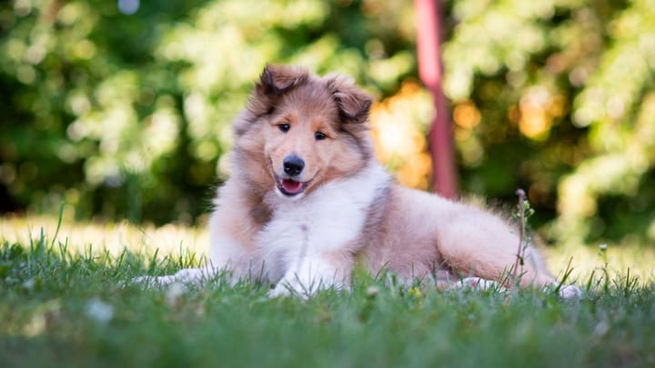 Foto: erwachsener Hund der Rasse Langhaarcollie