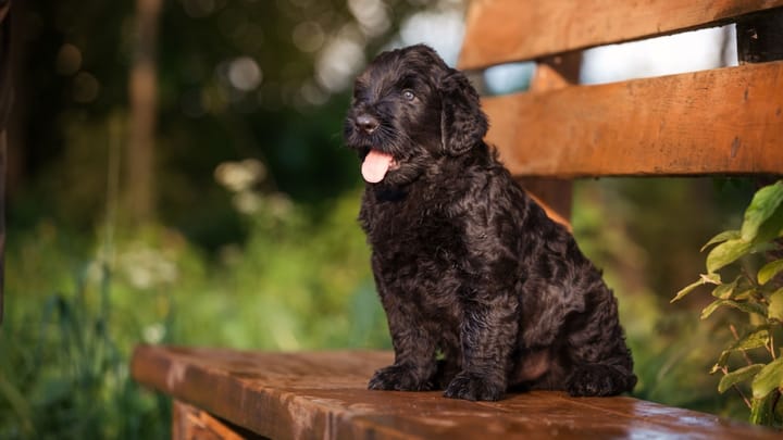 Photo : chien adulte de race Terrier noir russe