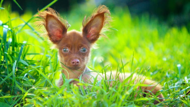 Photo : chien adulte de race Russkiy Toy