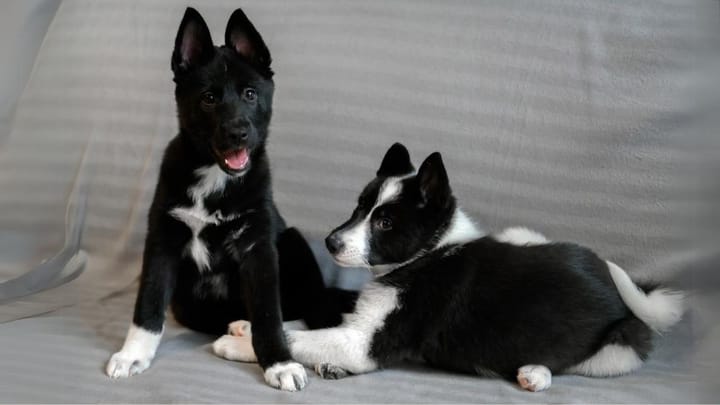 Foto: cane adulto di razza Laika Russo-Europeo