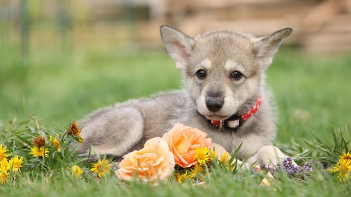 Foto: cane adulto di razza Cane lupo di Saarloos