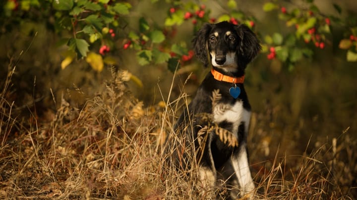 Foto: cane adulto di razza Saluki